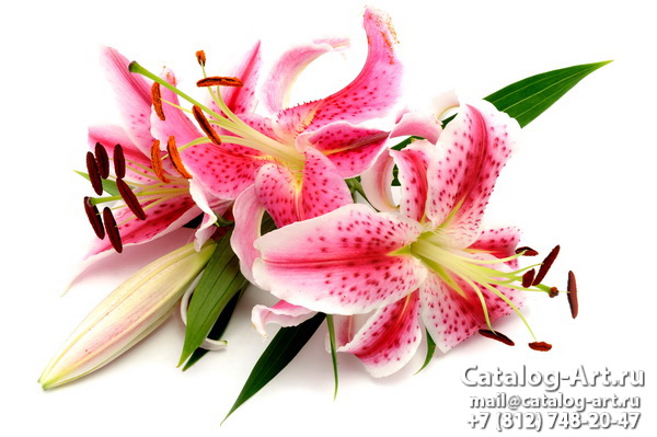 Pink lilies 13
